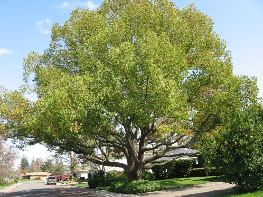 cinnamomum_camphora_2_1024x.webp