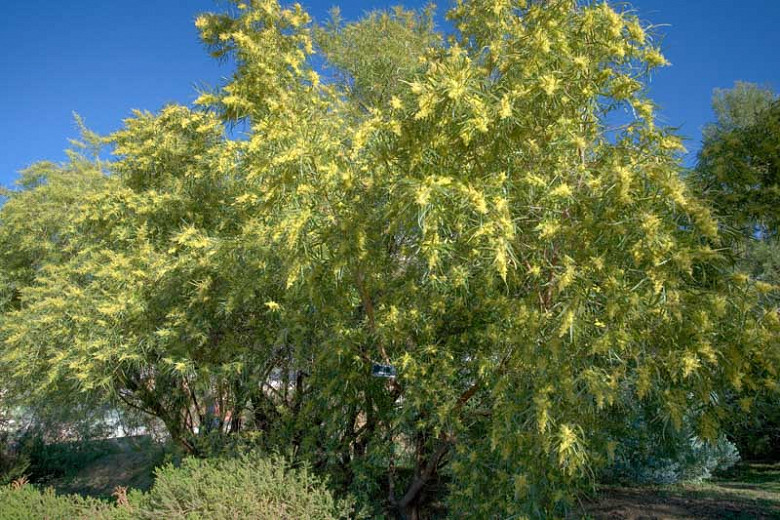 rhus.webp