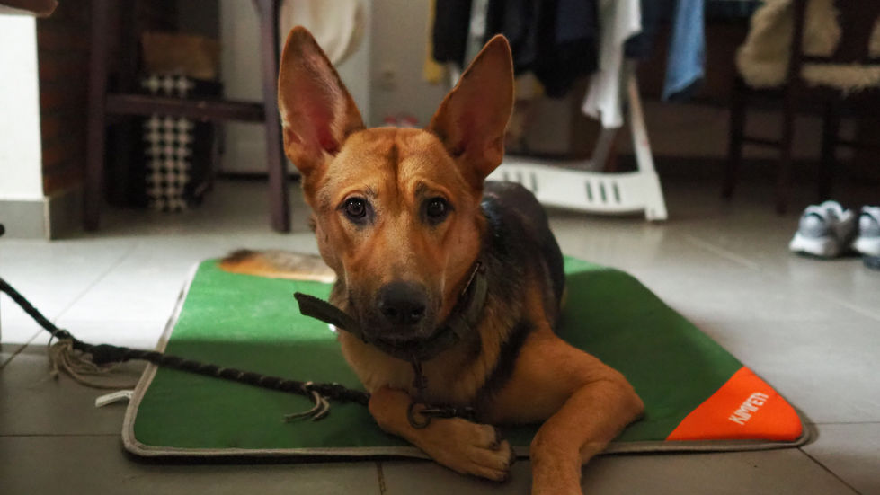 chien belge