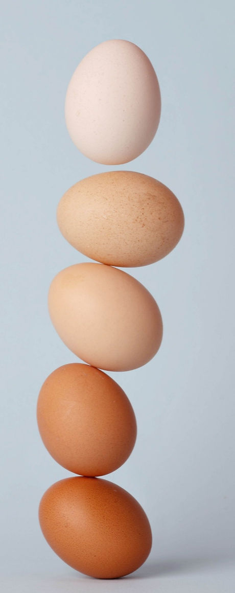 Different Shades of Eggs_edited_edited_edited.jpg