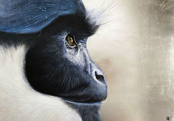Cercopithecus magnificus