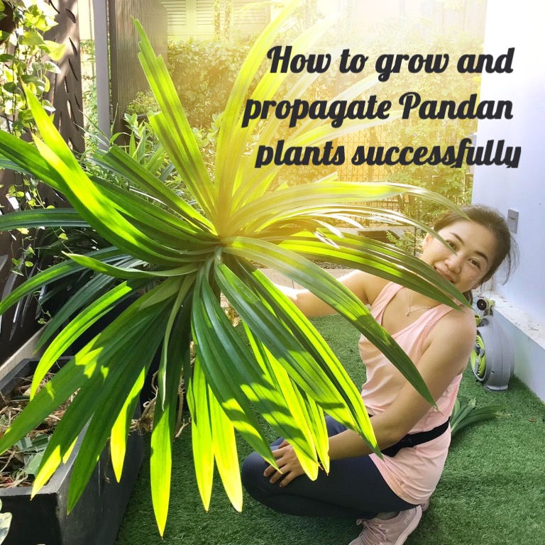 How to have flourishing pandan plants and propagate them