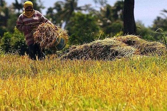 palay_2020-12-20_17-58-16.jpg