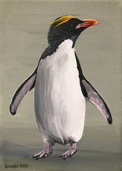 Felsenpinguin
