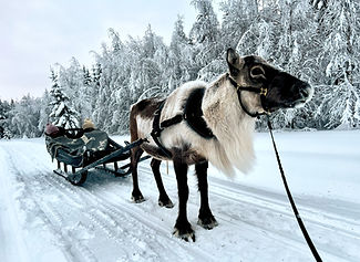 winter reindeer sleighride