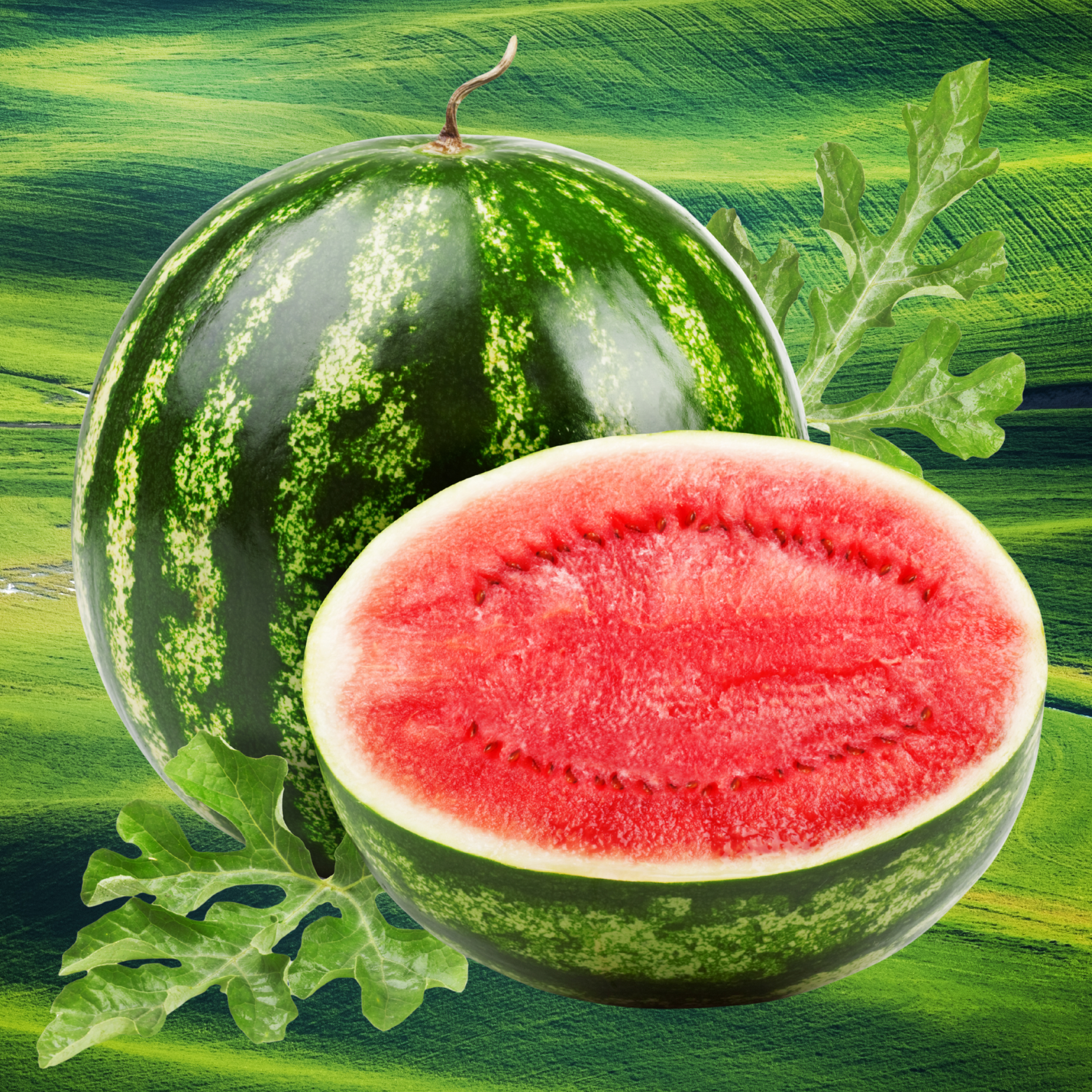 אבטיח Magic 1814