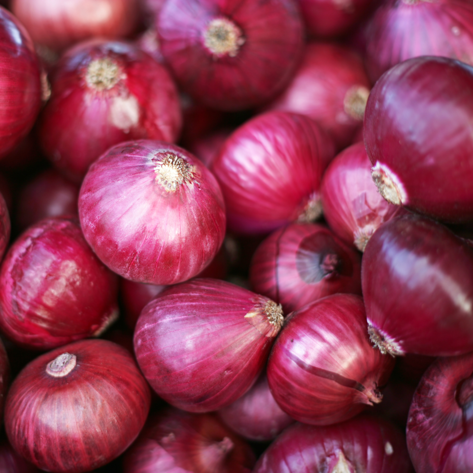 בצל יבש (יום בינוני) - רד לייבל