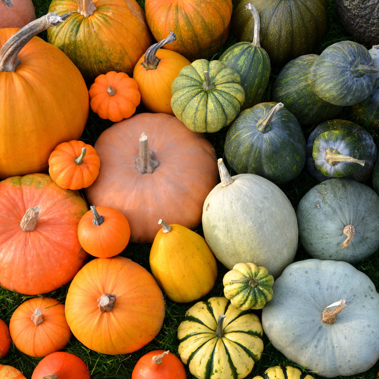 דלורית (ולטהם בטרנט)