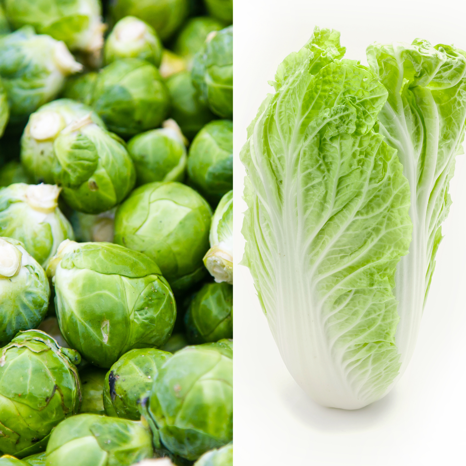 כרוב ניצנים - פרנקלין  