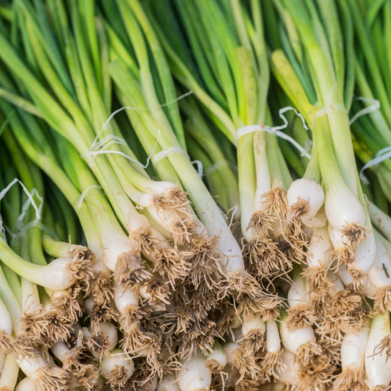 פרדה (טיפוס יפני)