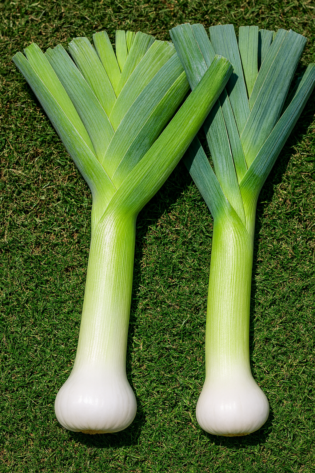 לוף בארבי (בולגרי ענק)