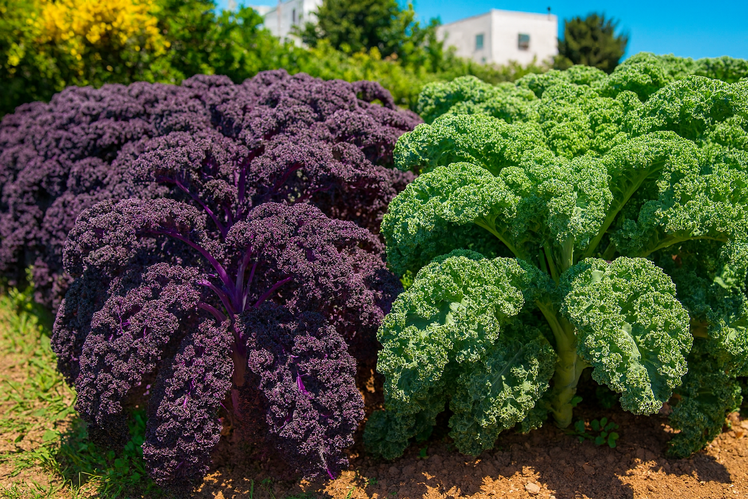 דרקריבור – ירוק (מכלוא)