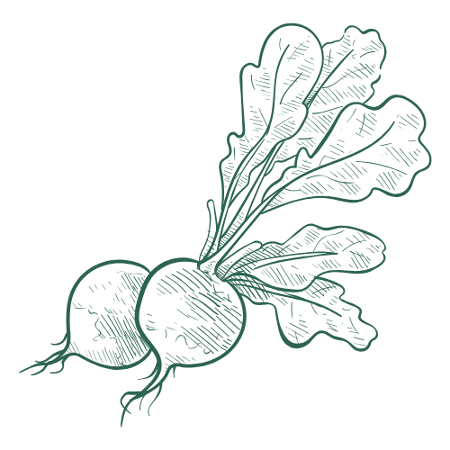 מיקרו עלי צנונית