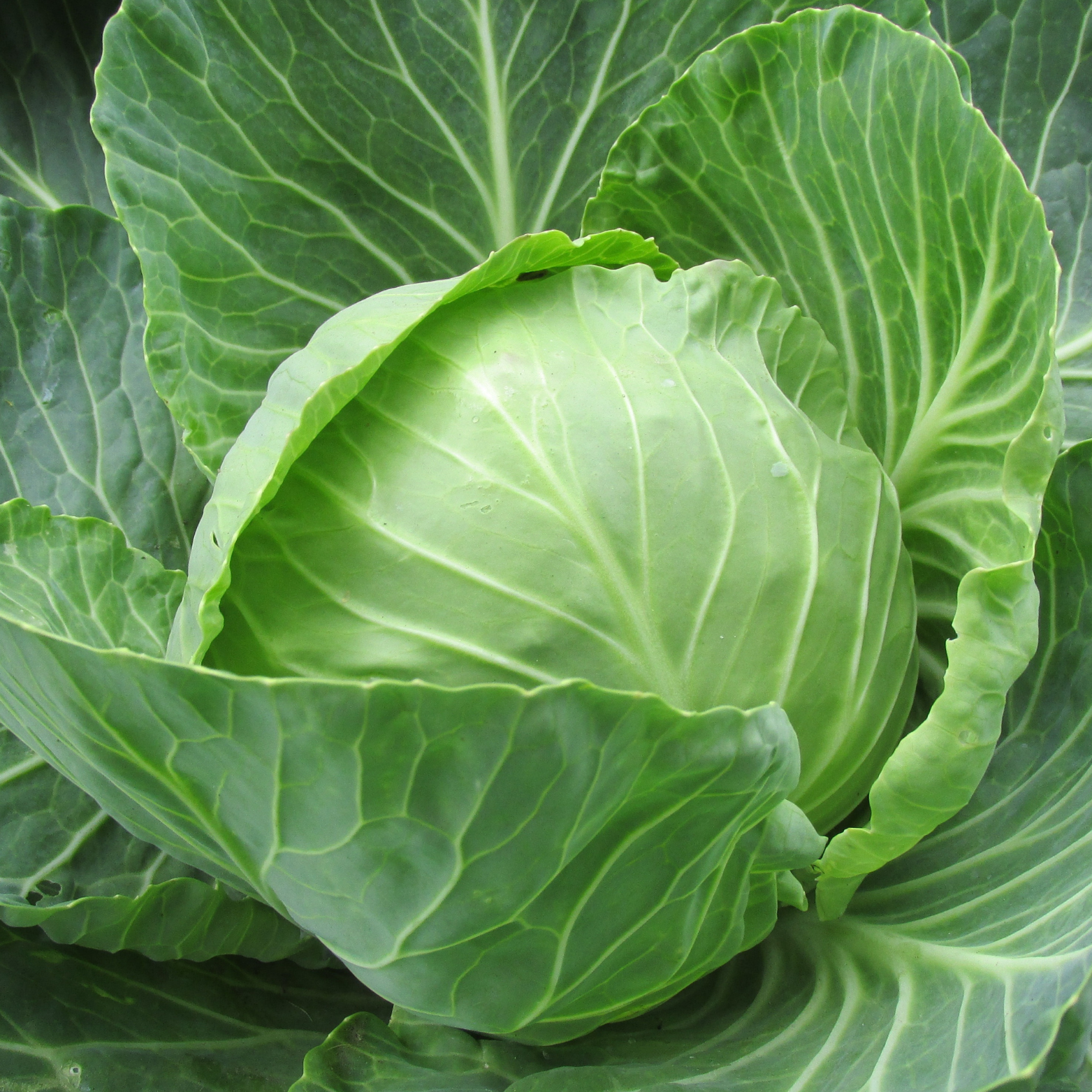 צ'ירס - 80-110 ימים - משקל ראש 2-4 ק"ג