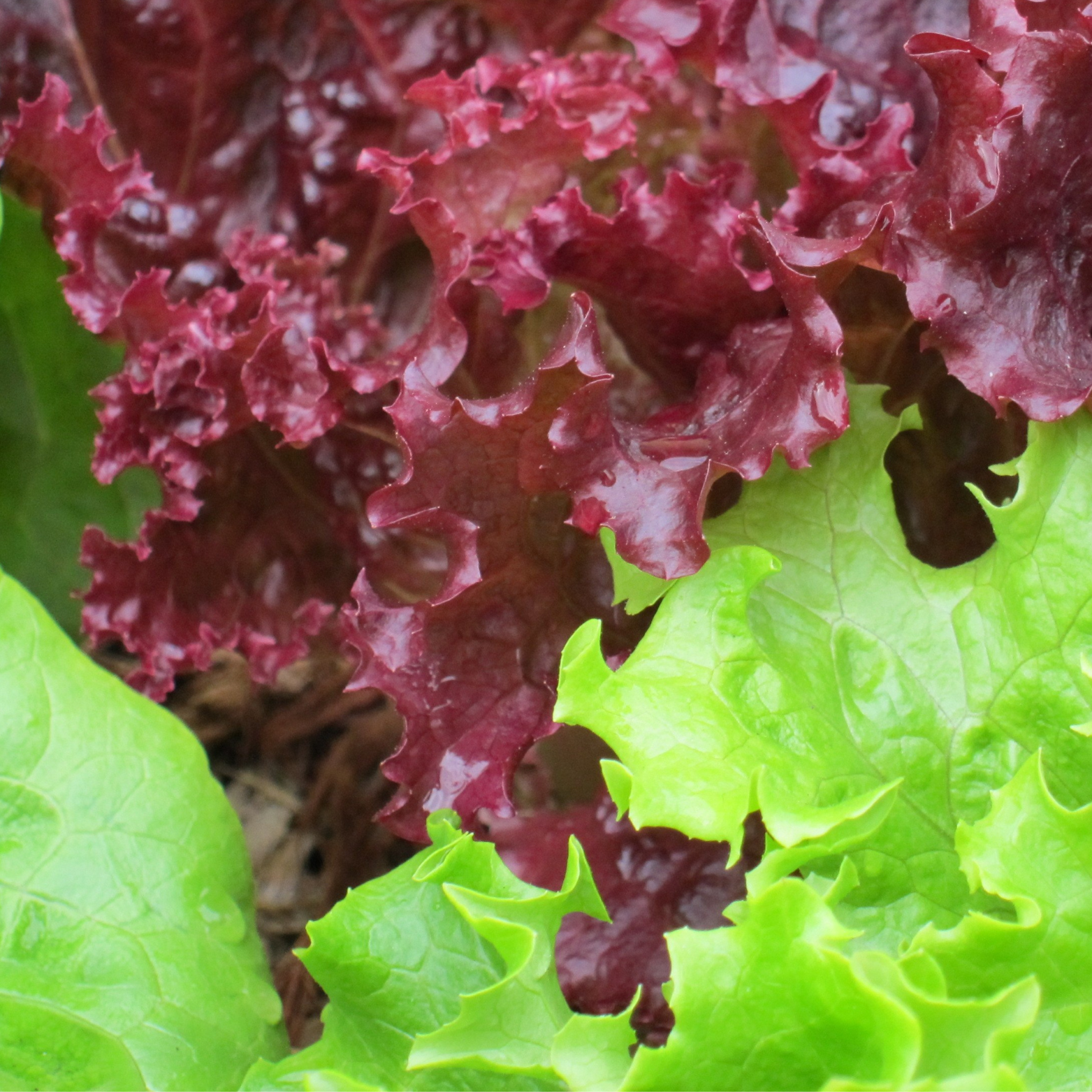 חסה לאליק (מסולסלת) - ירוק