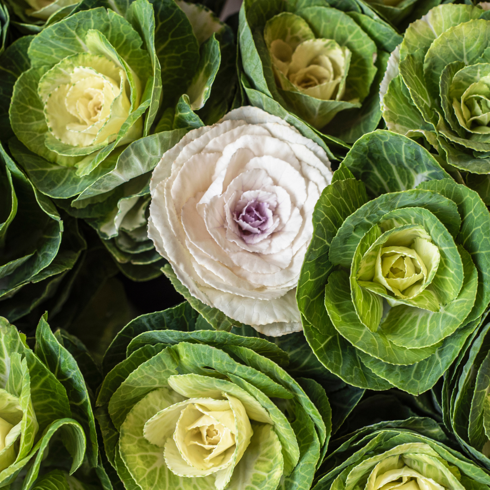 כרוב ניצנים (פרנקלין)