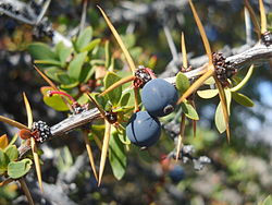 Planta Calafate