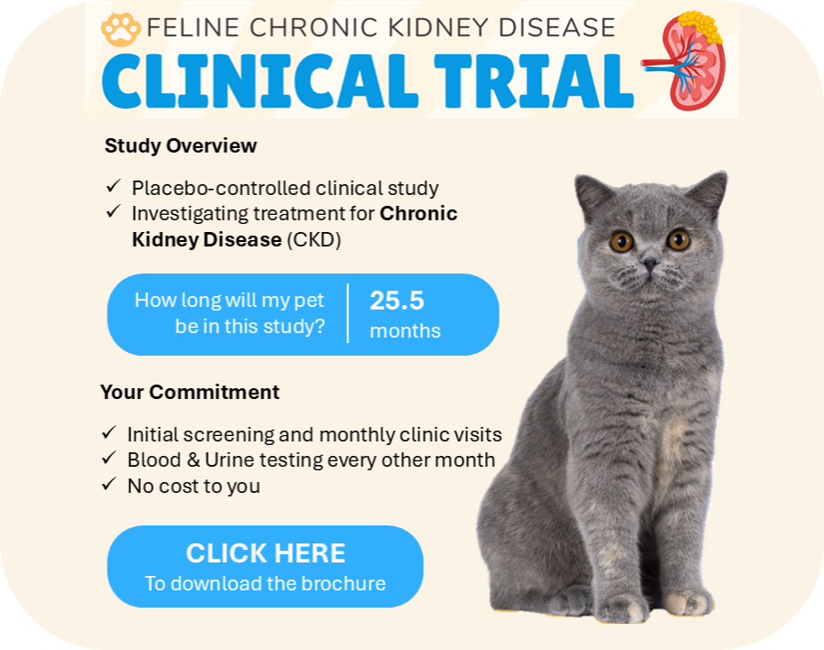 Feline Summary Image.png