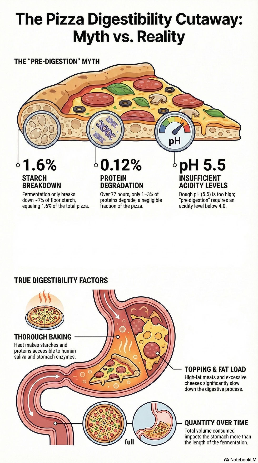 An infographic showing how fermentation of dough influences the digestibility of pizza.