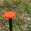 Thumbnail: 18" Frost Pin (AKA Bullpin, Bull Prick)
