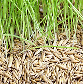 grass seed