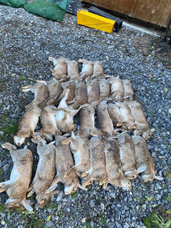 More rabbits