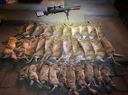 Hares and rabbits after a night shoot