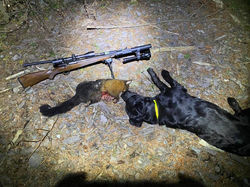 possum and shadow.jpg