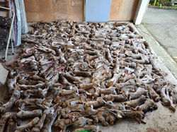 Took a few rabbits from Moeraki