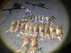 Rabbits and pigeons and hares, oh my