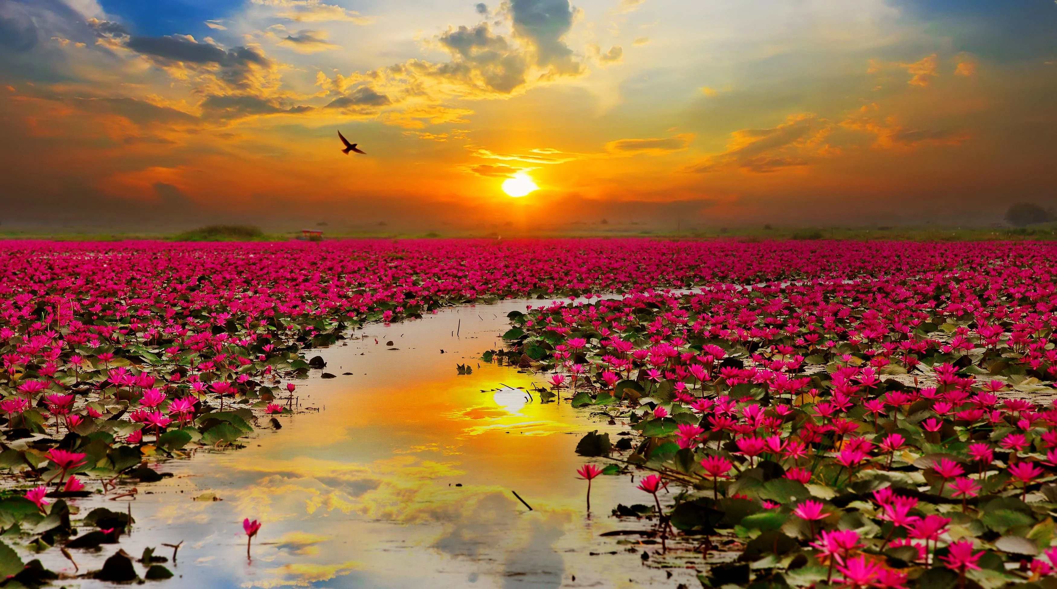 HHD Lotus Vivre en conscience .webp
