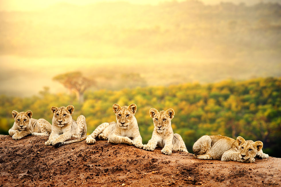 Marula Sunrise - Lion Cubs