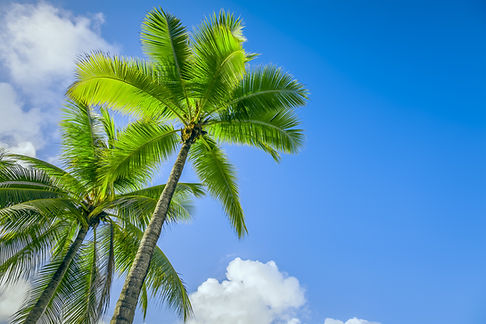 An image of two nice palm trees in the blue sunny sky.jpg