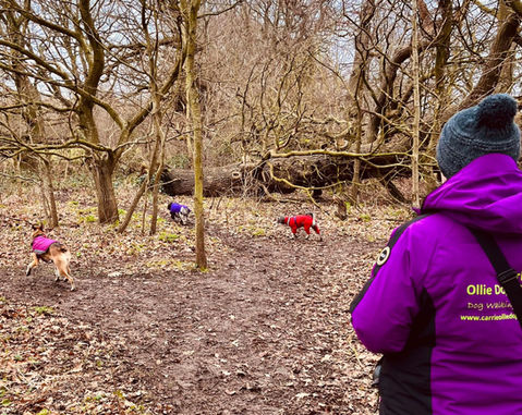 IMG-20230126-WA0004 - Copy.jpg