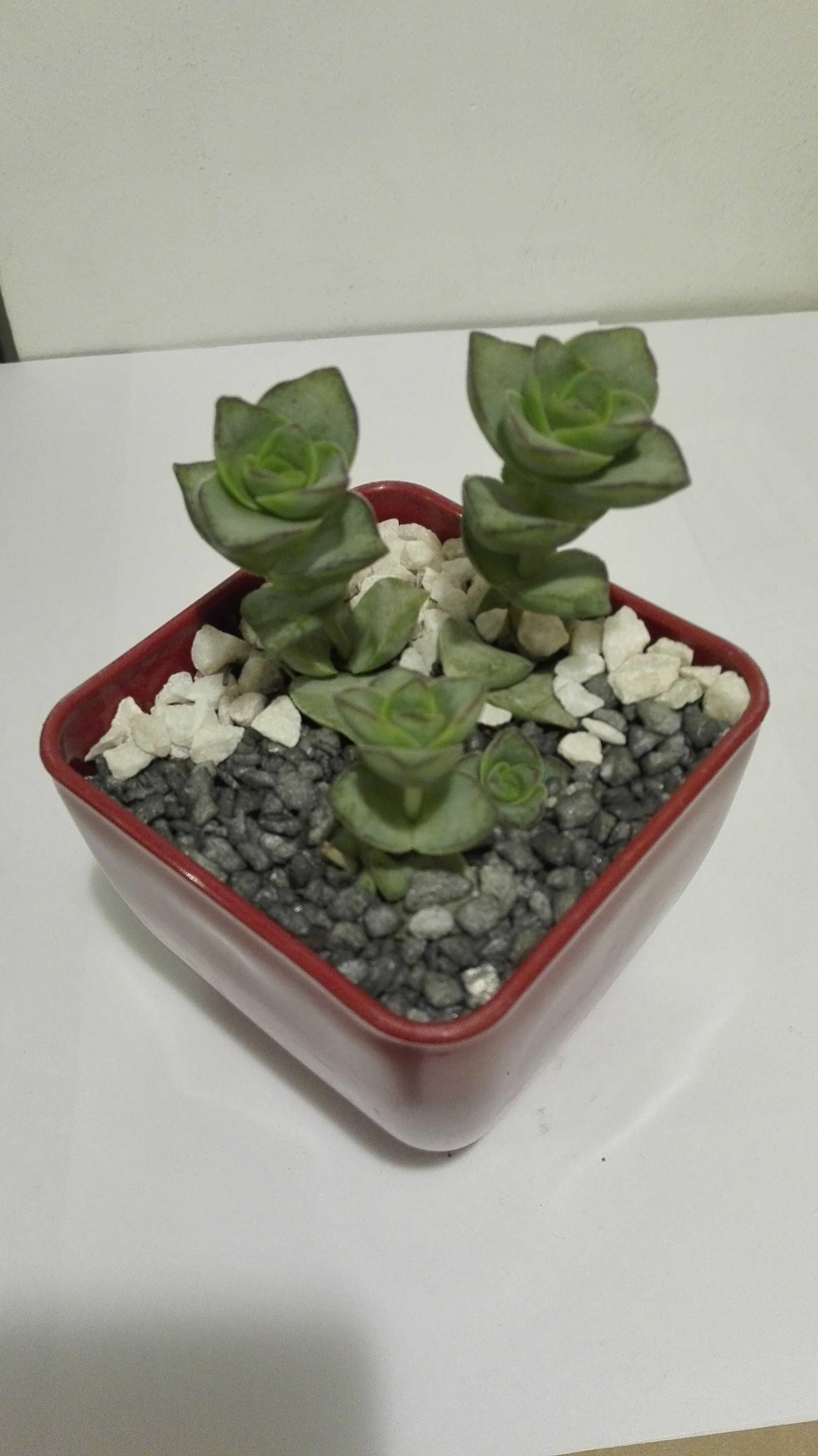 Crassula en maceta premium N8