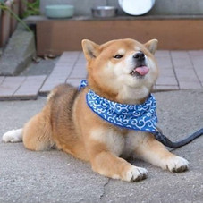 meme final cachorro.jpg