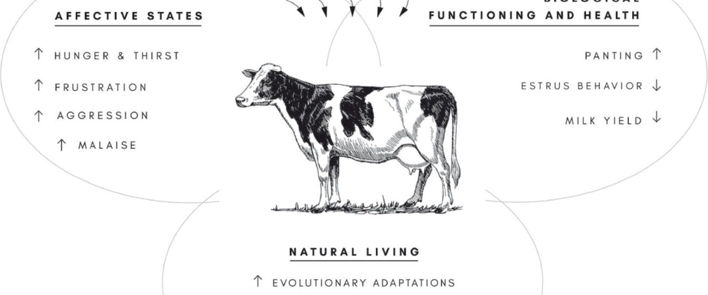 diagram demonstrating how heat impacts cows