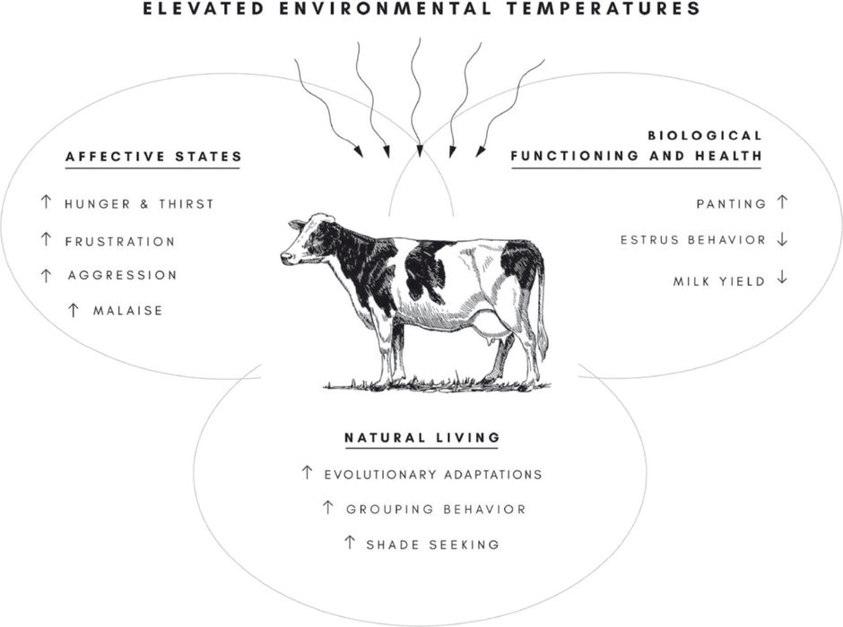 diagram demonstrating how heat impacts cows
