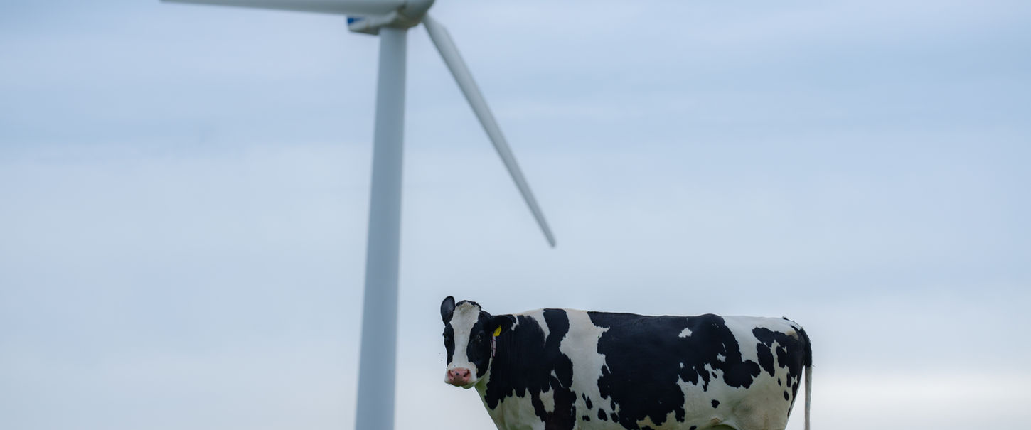 Cow and Wind Turbine