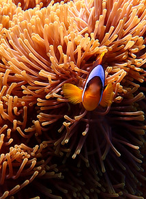 Clown fish Koh Tao