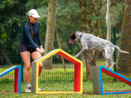 Festival Pet anuncia retirada de ingressos e atrações para primeira edição no Parque Ibirapuera, em São Paulo