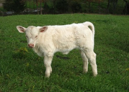 847 X Smokester Daughter