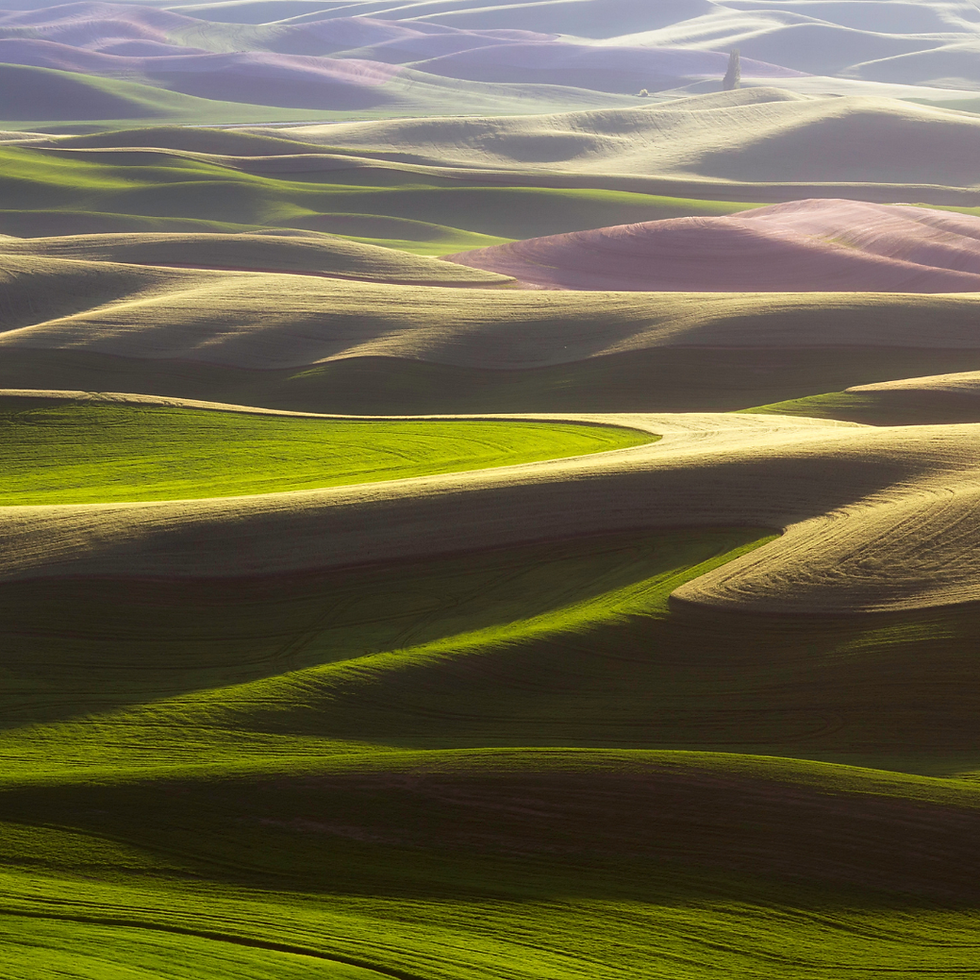 Rolling hills of the Palouse.