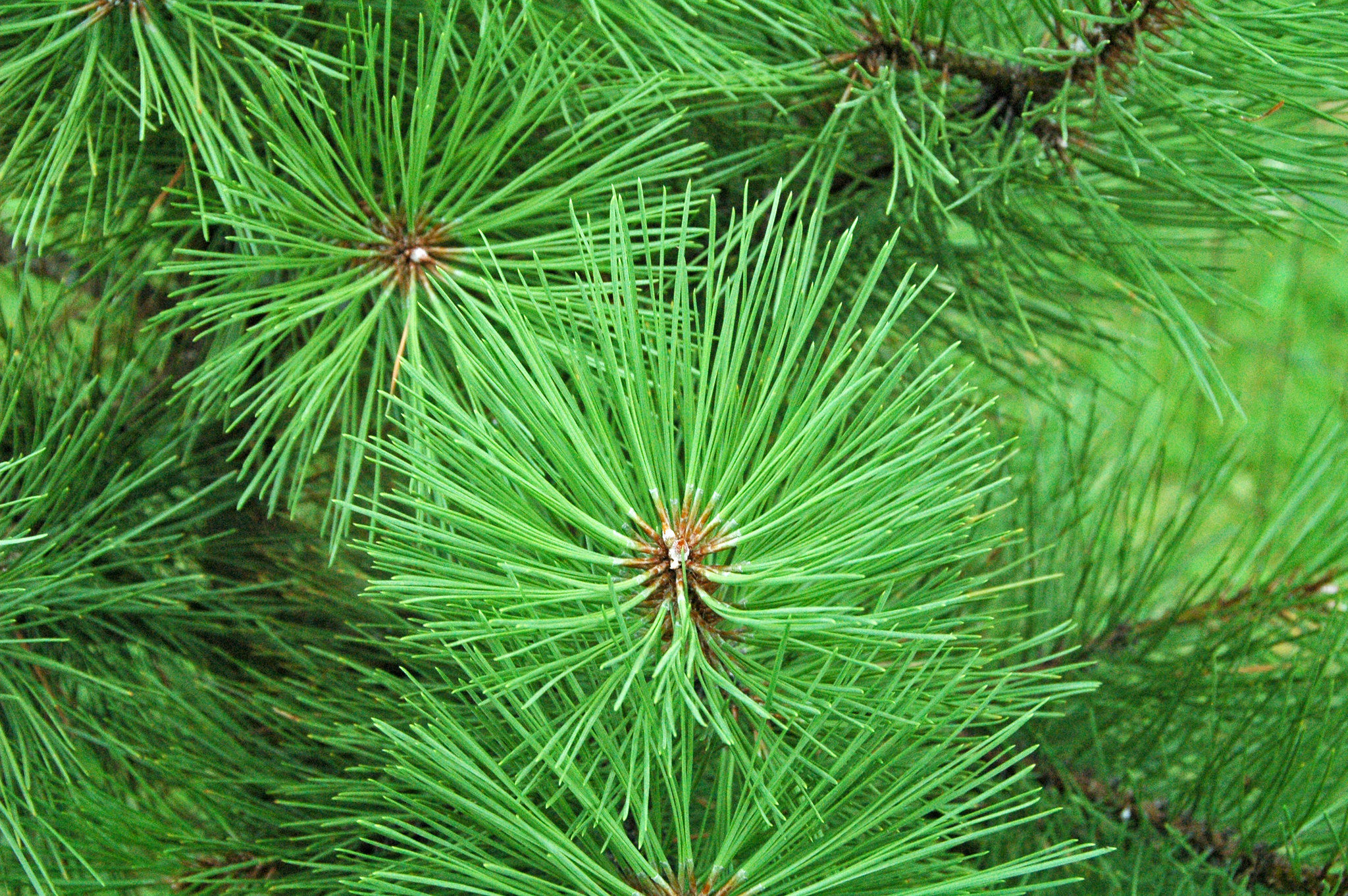 Ponderosa Pine
