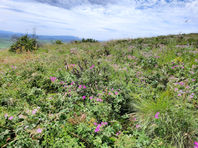 A flowering prairie full of pink flowers