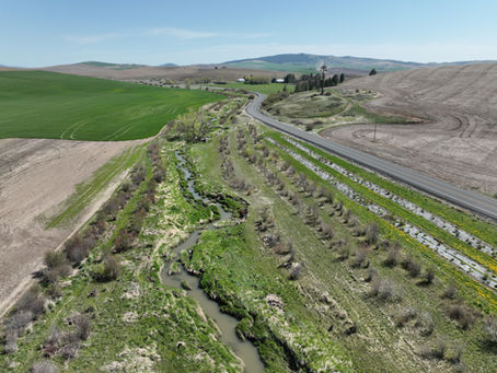 A row of plantings along a stream.