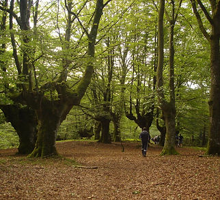 hayedos de Otxandio (5).jpg