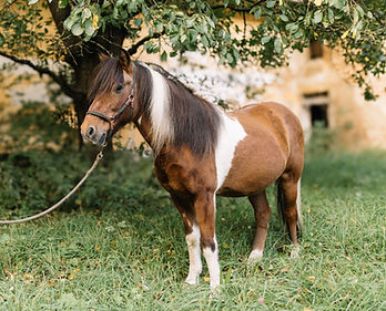 Pferd Grando von Pferd&Du