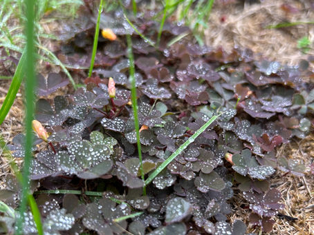 Oxalis: A Poem if Weeds