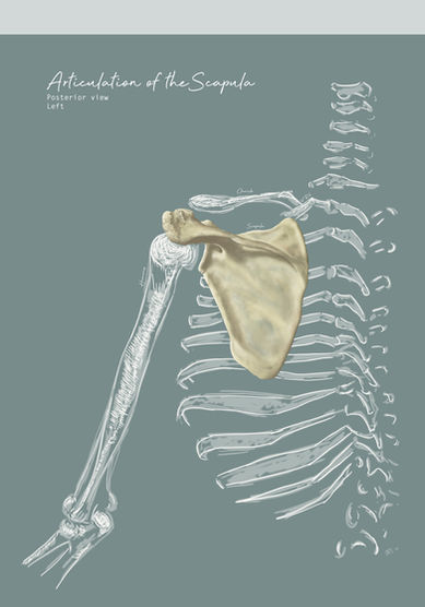 Scapula painting Attempt 2 ver 11 with articulating bones.jpg